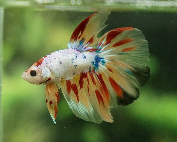 Female Koi Half Moon Betta Siamese Fighting Fish ~ 3cm